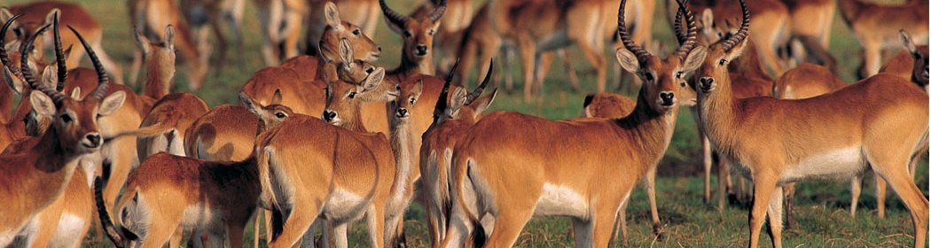 Kafue - Antelopes