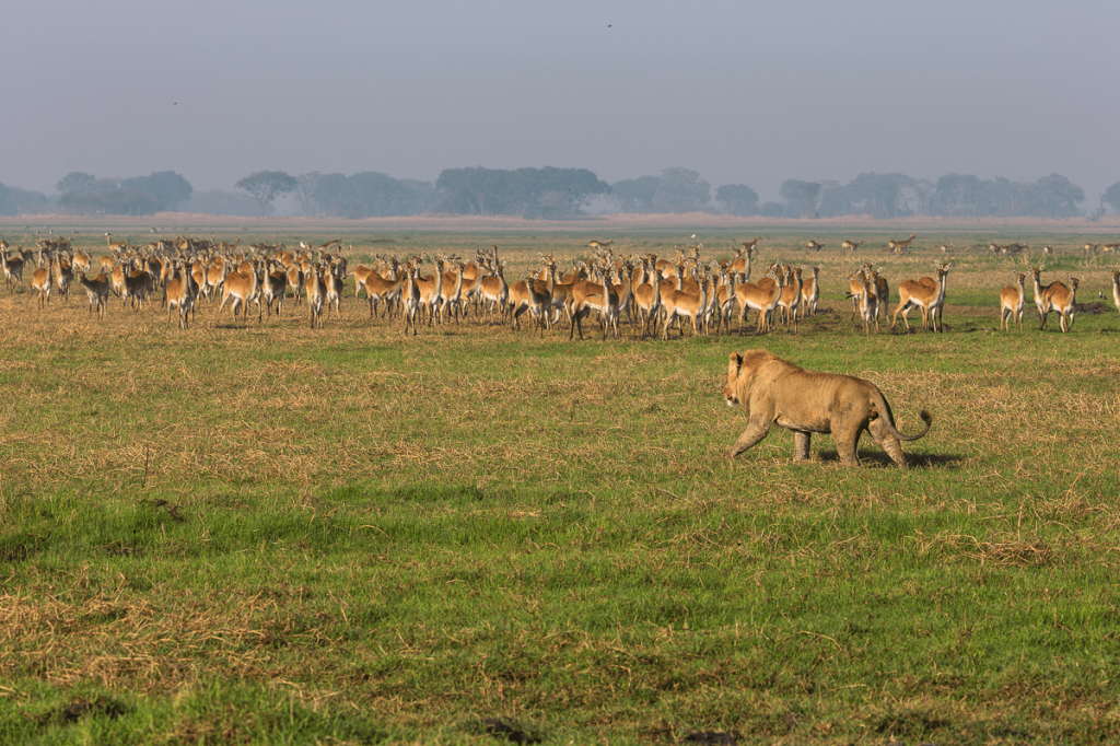 Kafue National Park