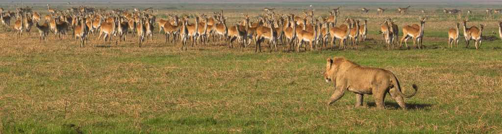 Kafue National Park