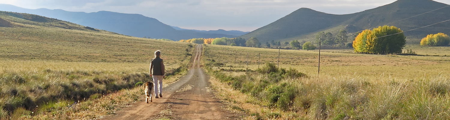 walking the dogs in the karoo at sneeuberg nature reserve