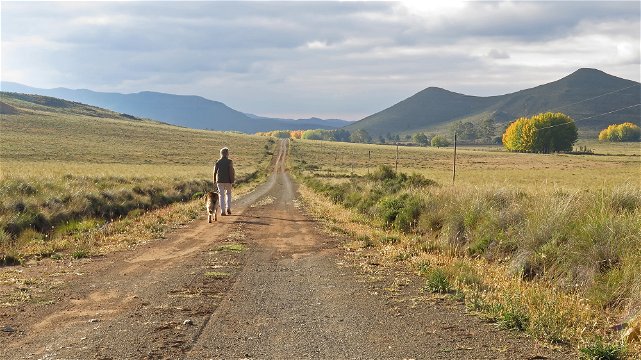 walking the dogs in the karoo at sneeuberg nature reserve