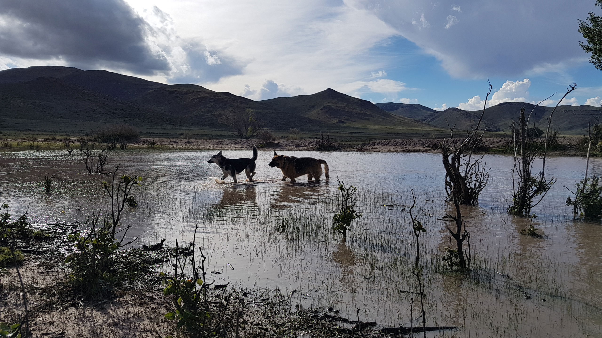 Pets welcome at Sneeuberg nature reserve