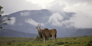 Trust Technique workshop: Get present in nature. New dates tba April 2026