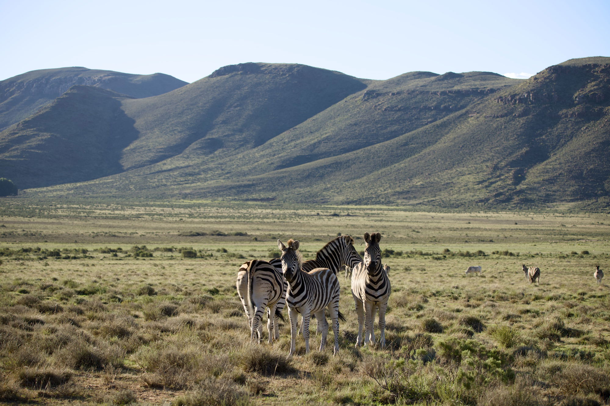 Zebra at Sneeuberg Nature Reserve