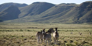 HEART - Intuitive Interspecies Communication with Wynter Worsthorne