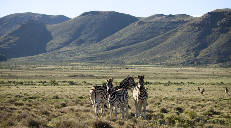Zebra at Sneeuberg Nature Reserve Zebra at Sneeuberg Nature Reserve