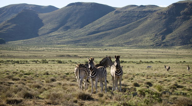 Zebra at Sneeuberg Nature Reserve