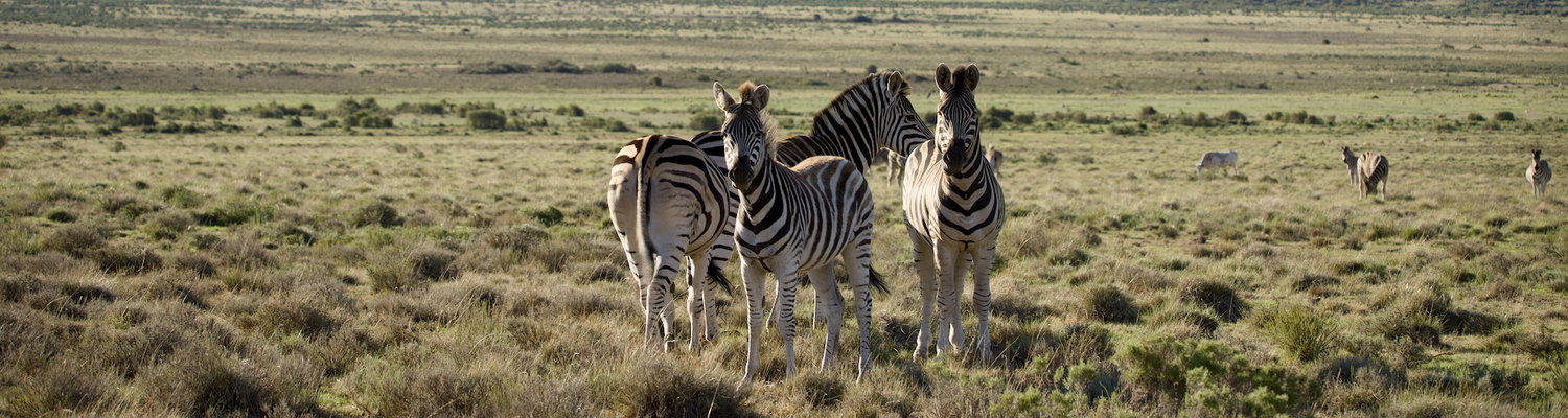 Zebra at Sneeuberg Nature Reserve