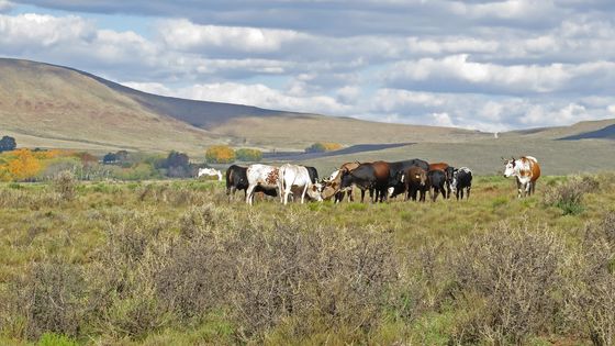 Sneeuberg Nature Reserve Stay 4 Pay 3 Karoo Cottage Special Offer