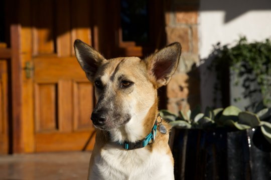 Pet friendly Karoo Cottage Sneeuberg Nature Reserve