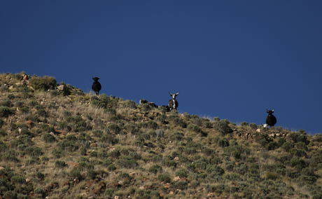 Image of 3 Nguni cows above a rise in Sneeuberg Nature Reserve in the Karoo. The blue sky makes a triangle above the cows. The utter silence of the Karoo allows humans and nature to return to their natural rhythms.