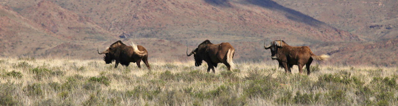 Wildebees at Sneeuberg Nature Reserve