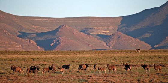 Wildebeest at Sneeuberg Nature Reserve