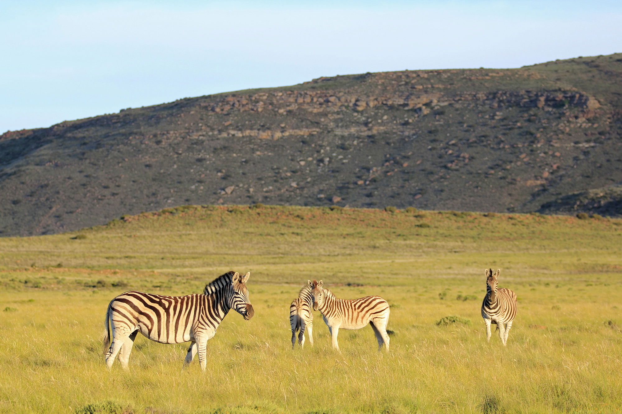 Zebra at Sneeuberg Nature Reserve