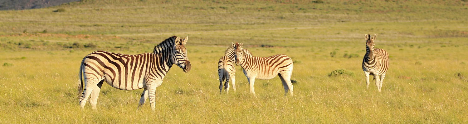 Zebra at Sneeuberg Nature Reserve