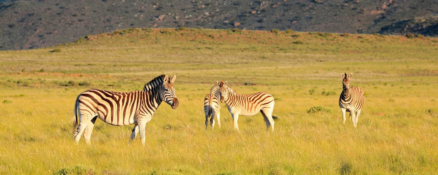 Zebra at Sneeuberg Nature Reserve