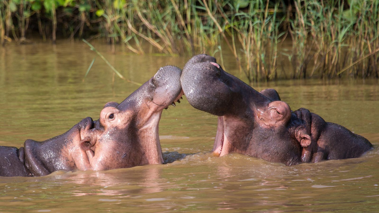 St Lucia Hippos – What to Expect When They Walk Through Town
