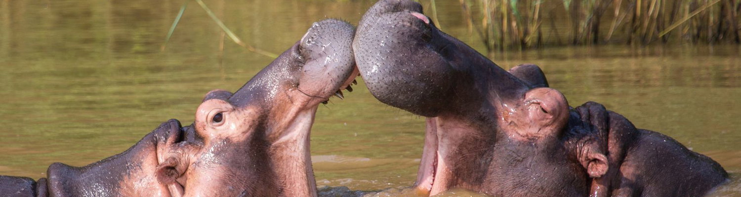 St Lucia Hippos – What to Expect When They Walk Through Town