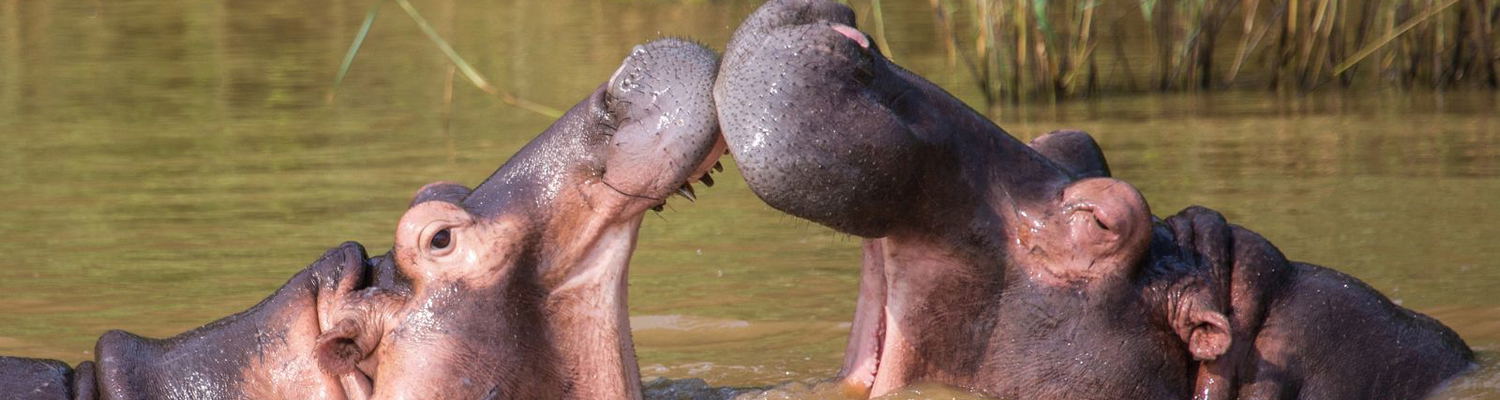St Lucia Hippos – What to Expect When They Walk Through Town