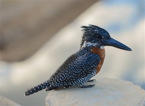 Giant Kingfisher at iSimangaliso Wetland Park