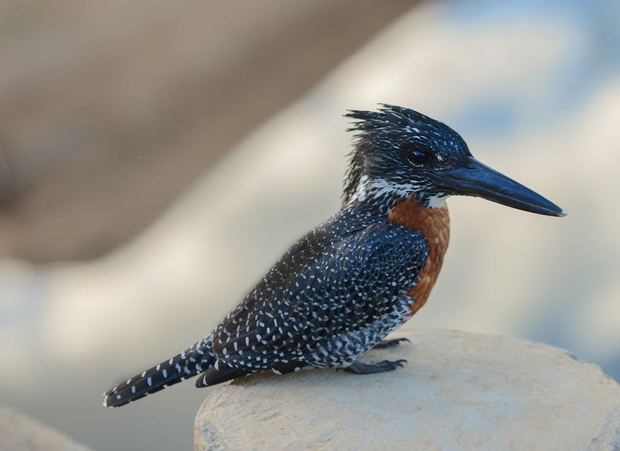 Giant Kingfisher at iSimangaliso Wetland Park Giant Kingfisher at iSimangaliso Wetland Park
