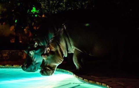 Hippos at Ingwenya Lodge in St Lucia overlooking the estuary