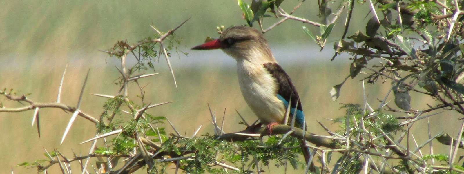 Ingwenya Lodge iSimangaliso Bird Watching