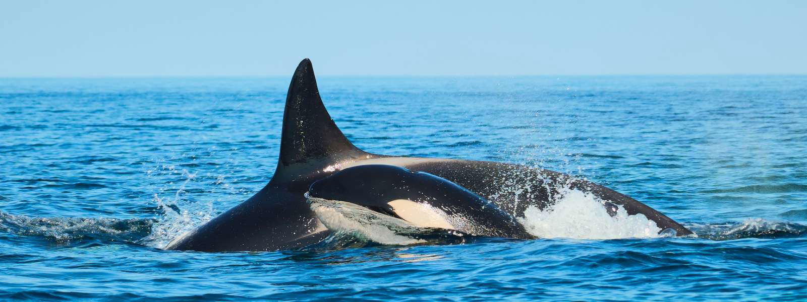 Killer Whales at St Lucia-Ingwenya Lodge