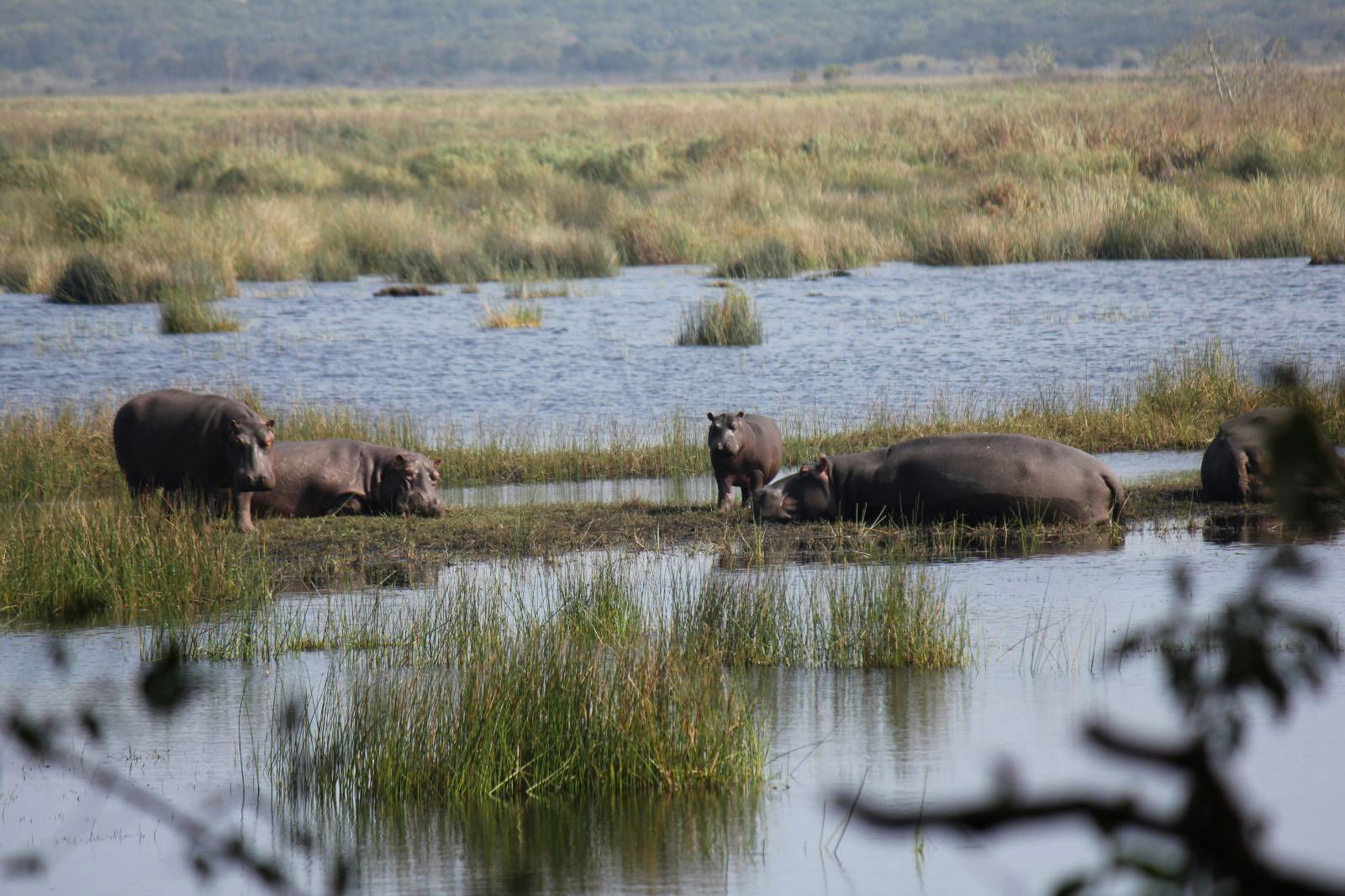 Hippos at iSimangaliso