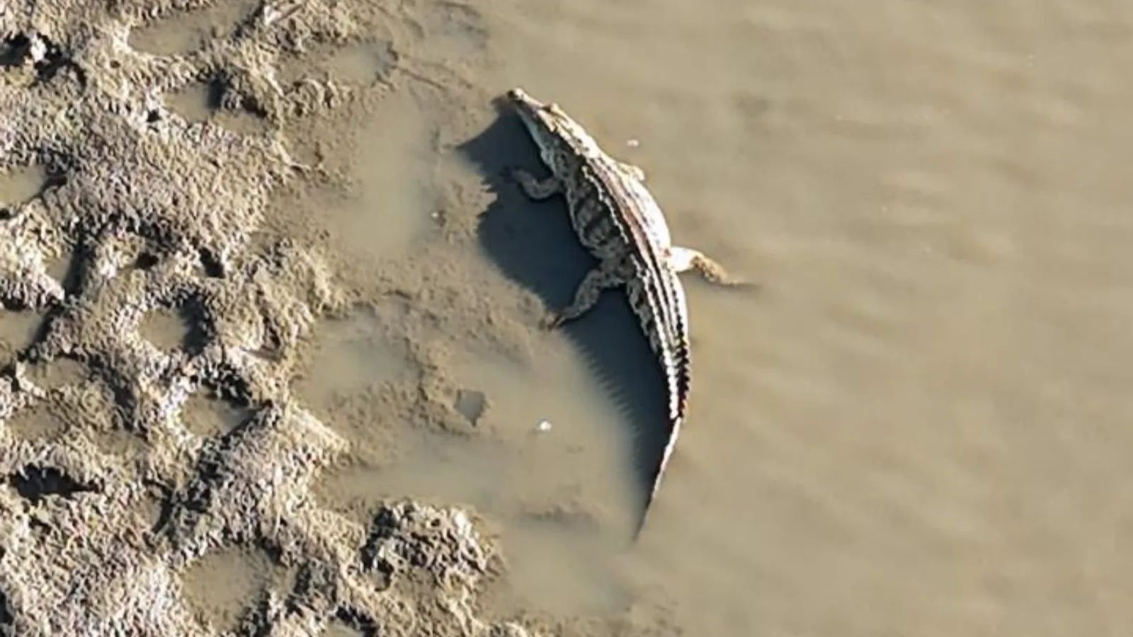 Crocodile basking on a riverbank near St Lucia