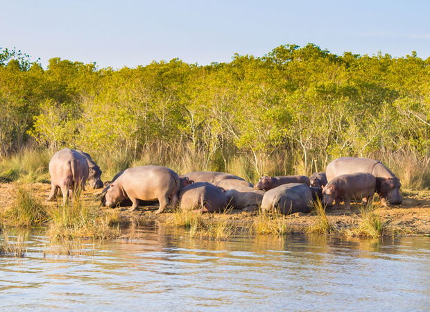St Luica - iSimangaliso Wetland Park - Ingwenya Lodge