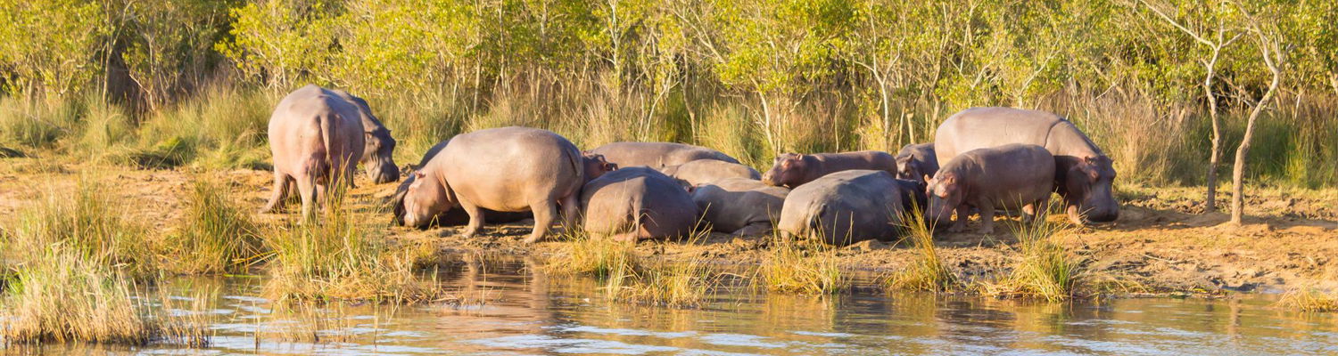 St Luica - iSimangaliso Wetland Park - Ingwenya Lodge