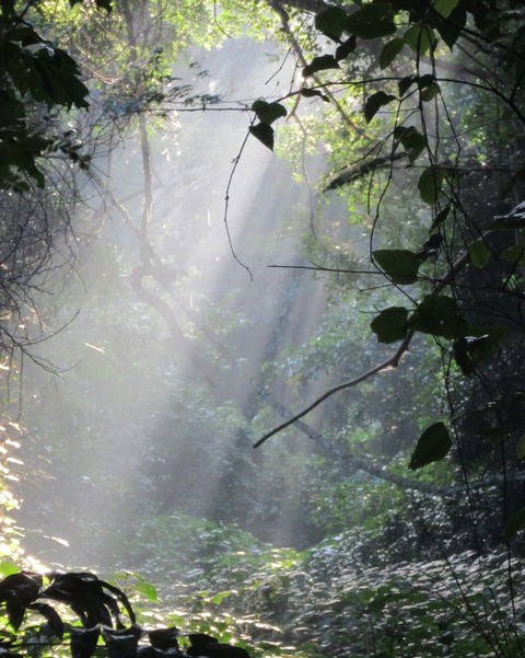 Birding in St Lucia – Year-Round Birdwatching Paradise