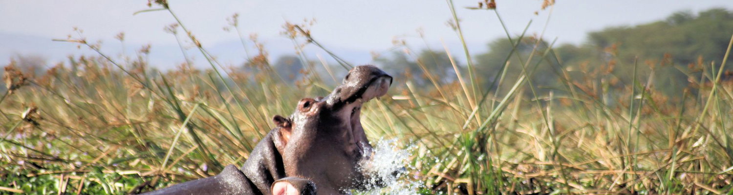 Best Time to Visit St Lucia