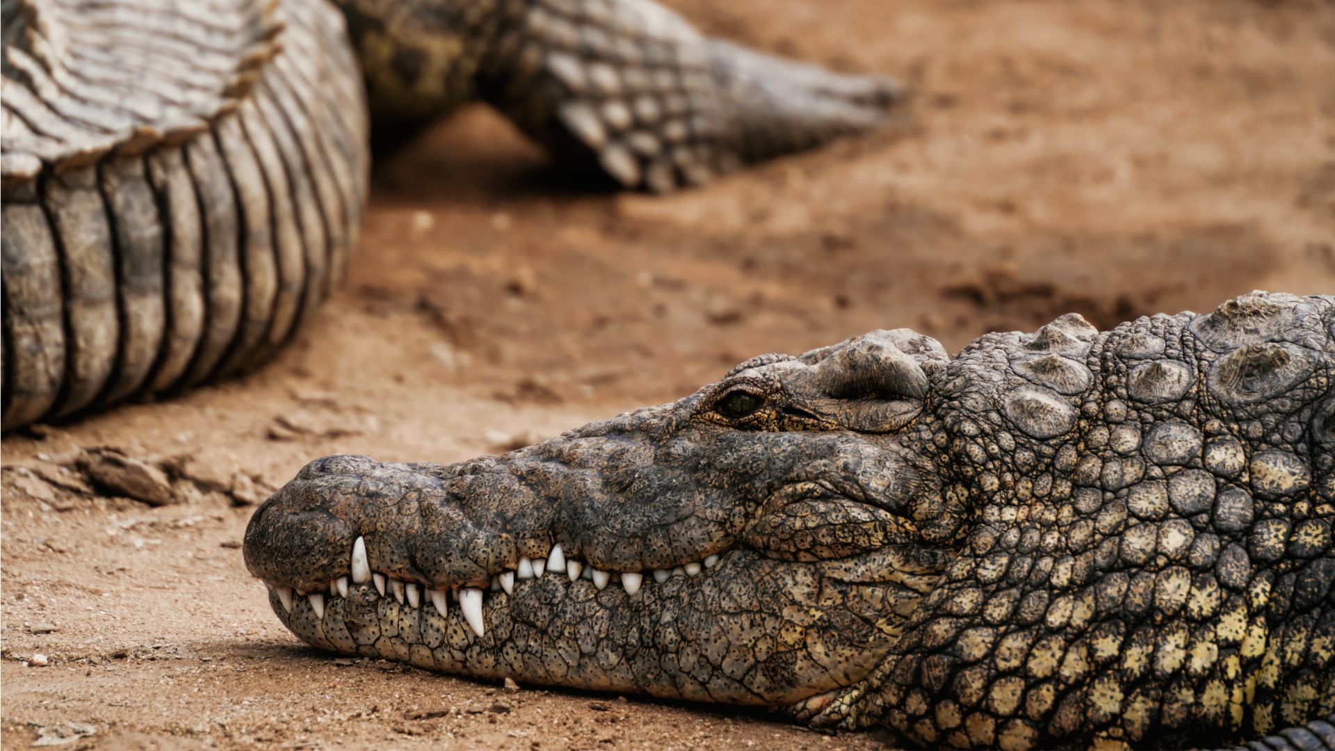 St Lucia iSimangaliso Wetland Park Nile Crocodile