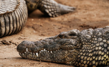 St Lucia iSimangaliso Wetland Park Nile Crocodile
