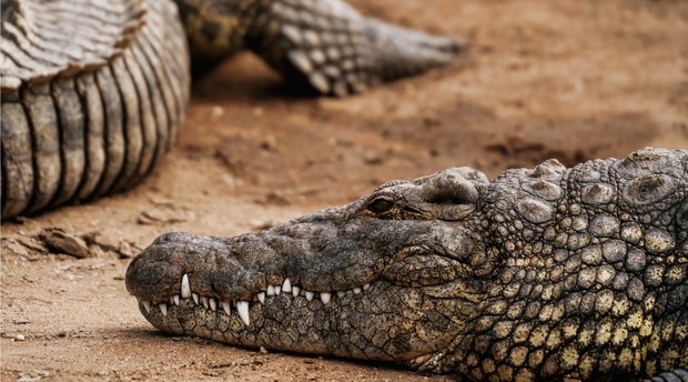 St Lucia iSimangaliso Wetland Park Nile Crocodile