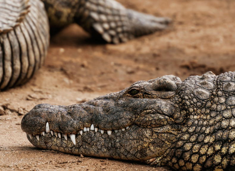 St Lucia iSimangaliso Wetland Park Nile Crocodile