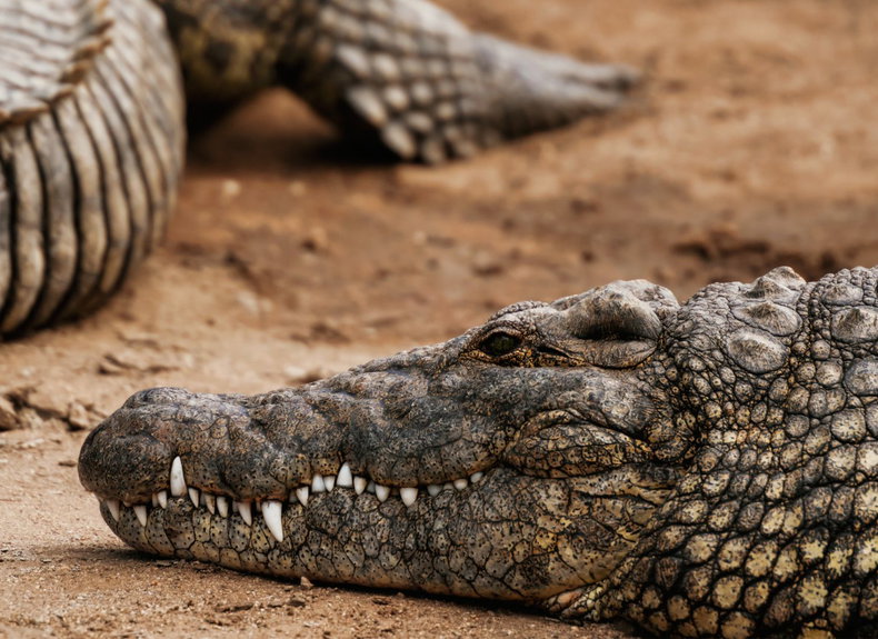 St Lucia iSimangaliso Wetland Park Nile Crocodile