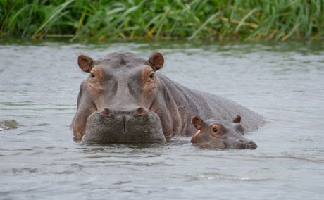 What Animals Live in iSimangaliso Wetland Park