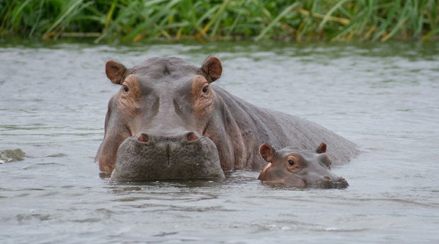 What Animals Live in iSimangaliso Wetland Park