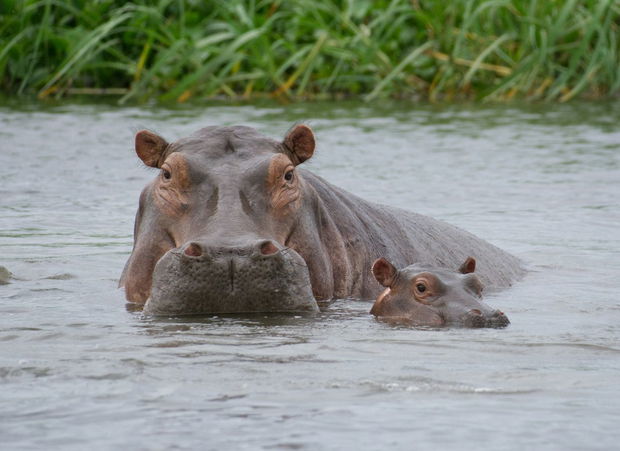 What Animals Live in iSimangaliso Wetland Park