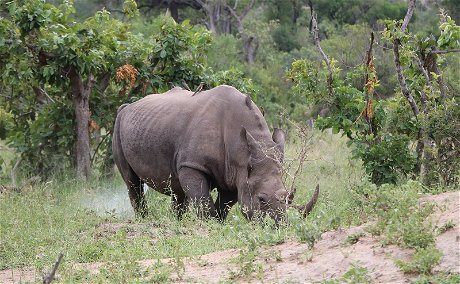 Surroundings (Kruger Game Reserve)