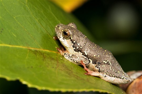 Small frog on a leaf in Boggoms Bay near Mossel Bay