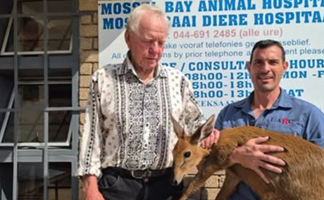 Sandpiper guest goes the extra mile for an injured deer.