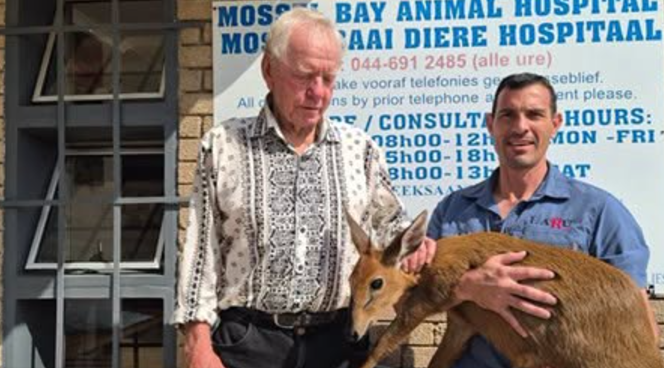 Sandpiper guest goes the extra mile for an injured deer.