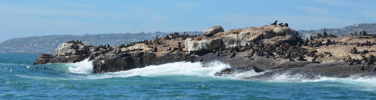 Seal island boat trips in Mossel Bay