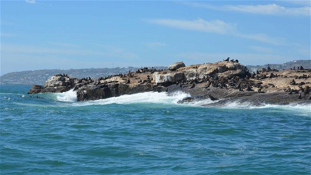 Seal island boat trips in Mossel Bay