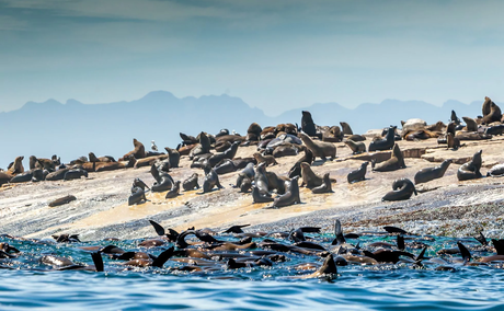 Seal island activities in Mossel Bay