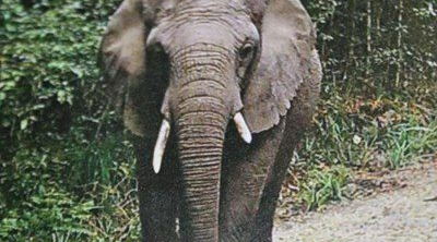 Knysna Elusive Elephant Knysna Elusive Elephant